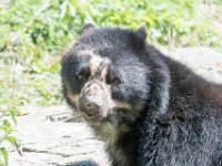 DSC 3975 : Jersey Zoo
