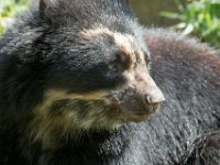 DSC 3977 : Jersey Zoo