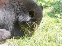 DSC 3999 : Jersey Zoo