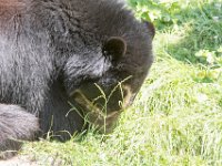 DSC 4000 : Jersey Zoo