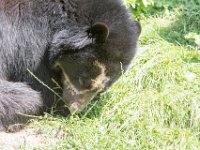 DSC 4001 : Jersey Zoo