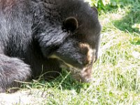 DSC 4002 : Jersey Zoo