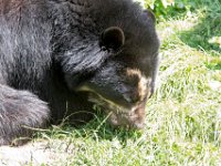 DSC 4003 : Jersey Zoo