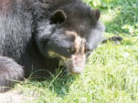 DSC 4004 : Jersey Zoo