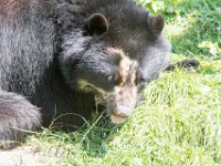 DSC 4005 : Jersey Zoo