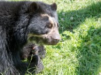 DSC 4007 : Jersey Zoo