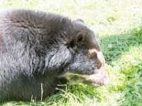DSC 4015 : Jersey Zoo