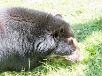 DSC 4016 : Jersey Zoo