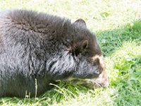 DSC 4017 : Jersey Zoo