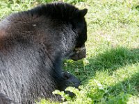 DSC 4020 : Jersey Zoo
