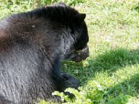 DSC 4021 : Jersey Zoo