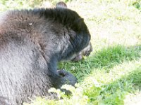 DSC 4022 : Jersey Zoo