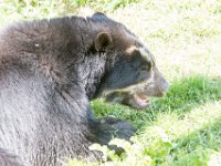 DSC 4024 : Jersey Zoo