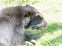 DSC 4025 : Jersey Zoo