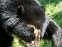 DSC 4033 : Jersey Zoo