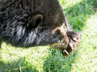 DSC 4037 : Jersey Zoo