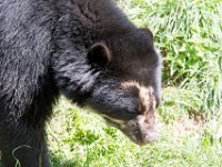 DSC 4041 : Jersey Zoo