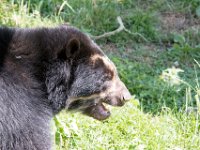 DSC 4042 : Jersey Zoo
