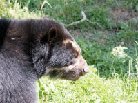 DSC 4043 : Jersey Zoo