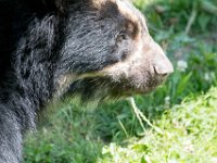 DSC 4052 : Jersey Zoo