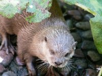 DSC 4060 : Jersey Zoo