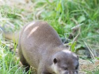 DSC 4067 : Jersey Zoo