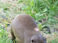 DSC 4068 : Jersey Zoo