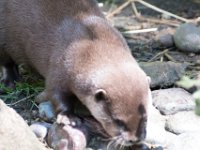 DSC 4069 : Jersey Zoo