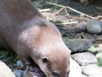 DSC 4070 : Jersey Zoo