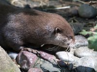 DSC 4071 : Jersey Zoo