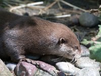 DSC 4072 : Jersey Zoo