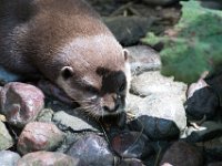 DSC 4075 : Jersey Zoo