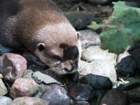 DSC 4076 : Jersey Zoo