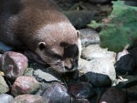 DSC 4078 : Jersey Zoo