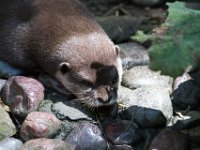 DSC 4079 : Jersey Zoo