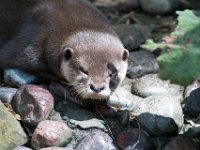 DSC 4080 : Jersey Zoo