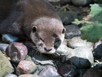DSC 4081 : Jersey Zoo