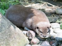 DSC 4082 : Jersey Zoo