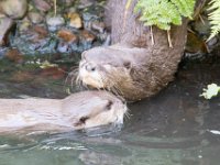 DSC 4085 : Jersey Zoo