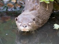 DSC 4088 : Jersey Zoo