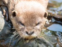 DSC 4096 : Jersey Zoo