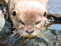 DSC 4097 : Jersey Zoo
