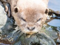 DSC 4099 : Jersey Zoo