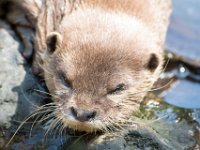 DSC 4100 : Jersey Zoo