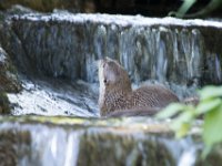 DSC 4101 : Jersey Zoo