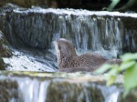 DSC 4102 : Jersey Zoo