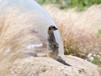 DSC 4104 : Jersey Zoo