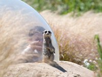 DSC 4105 : Jersey Zoo