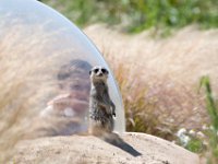 DSC 4106 : Jersey Zoo