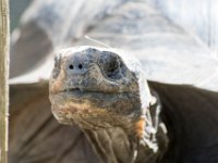 DSC 4107 : Jersey Zoo